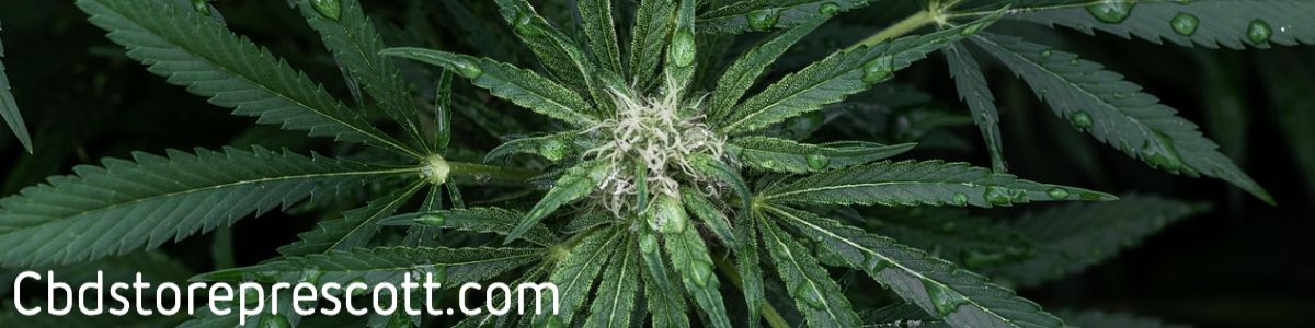 cbdstoreprescott.com